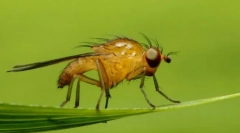 Што инсекти може да направи човек слеп?